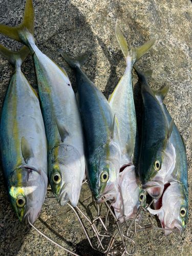 ツバイソの釣果