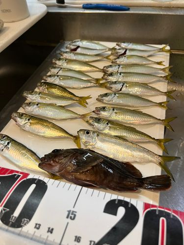 アジの釣果
