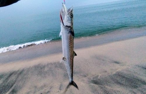サゴシの釣果