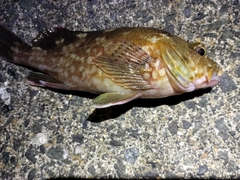 カサゴの釣果