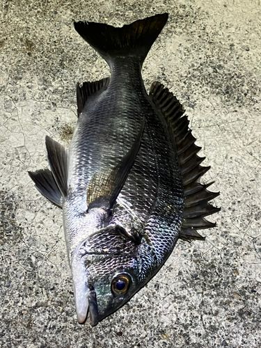 チヌの釣果