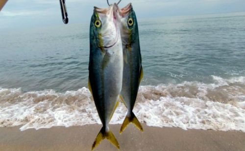 ツバスの釣果