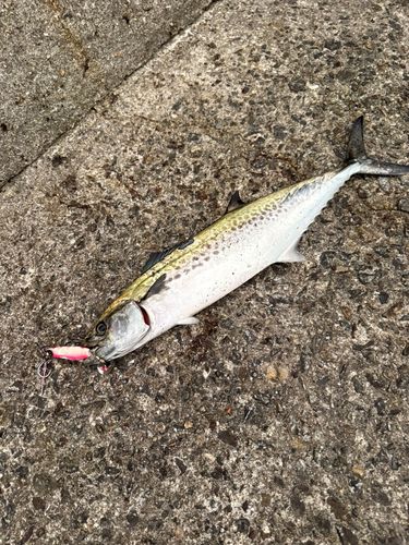 サゴシの釣果