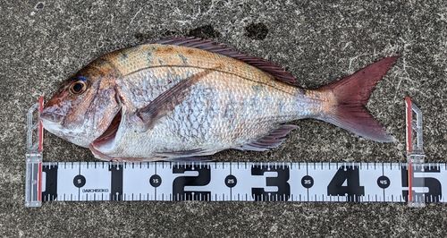 タイの釣果