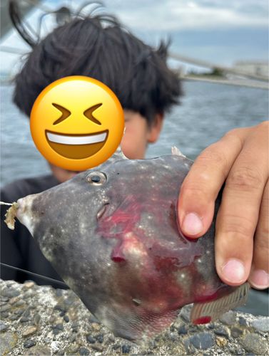 カワハギの釣果