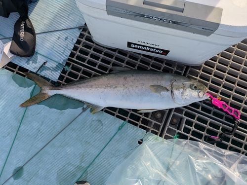ヒラマサの釣果