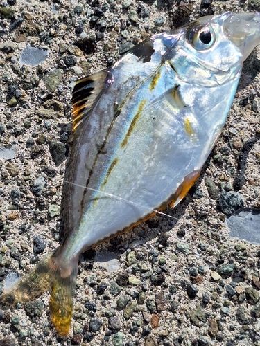 釣果