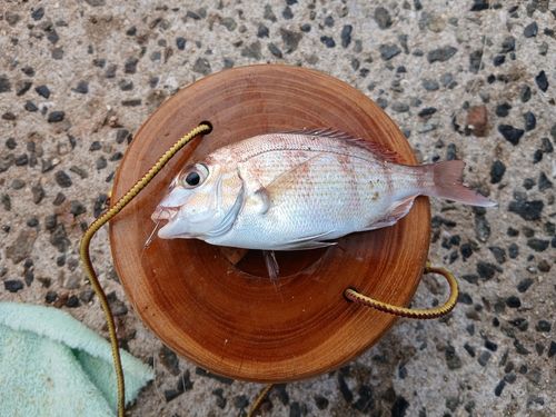 チャリコの釣果