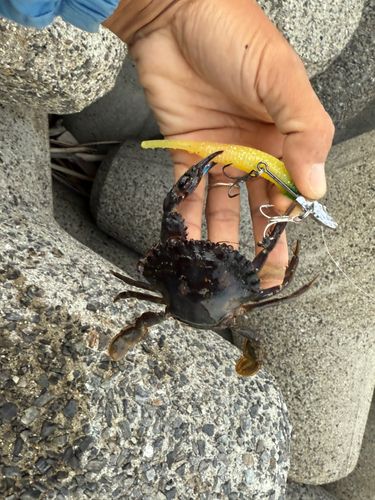 カニの釣果