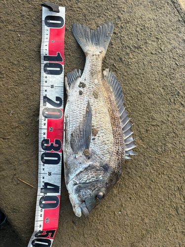 チヌの釣果