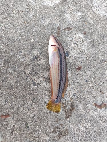 キュウセンの釣果