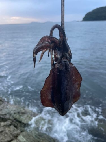 豊後水道