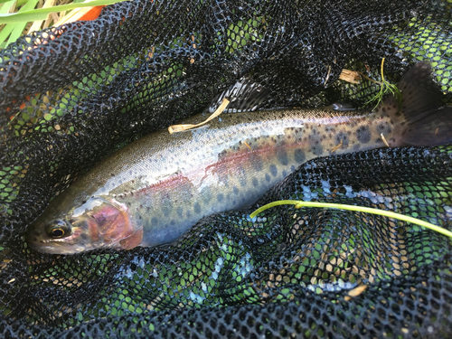 ニジマスの釣果