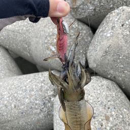 アオリイカ