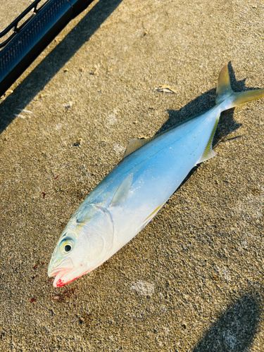 ワカシの釣果