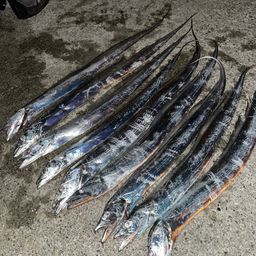 タチウオ