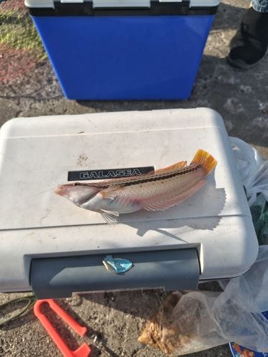 キュウセンの釣果