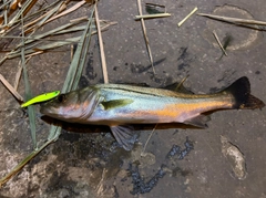 シーバスの釣果