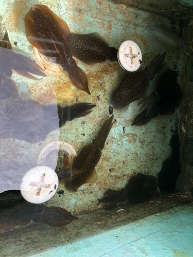 セントレア常滑港前島