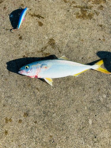 ワカシの釣果