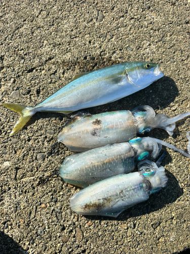 アオリイカの釣果
