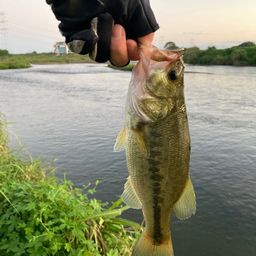 ラージマウスバス