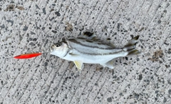 コトヒキの釣果