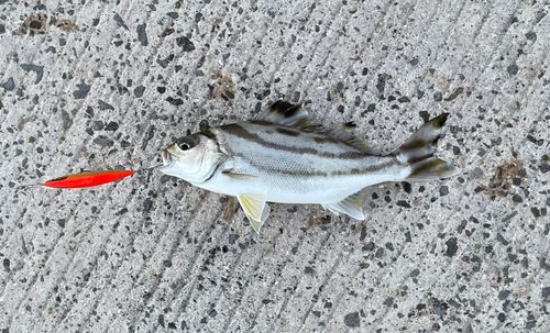 コトヒキの釣果