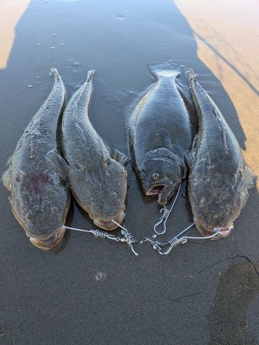 ヒラメの釣果