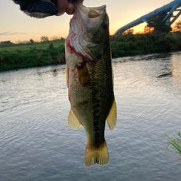 ラージマウスバス