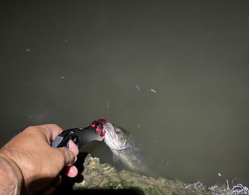 セイゴ（マルスズキ）の釣果