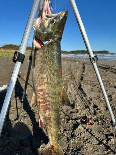アキアジの釣果