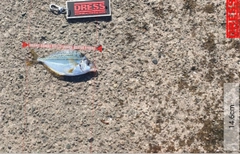 ヒイラギの釣果