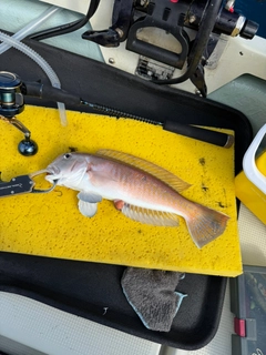 シロアマダイの釣果