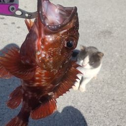 カサゴ