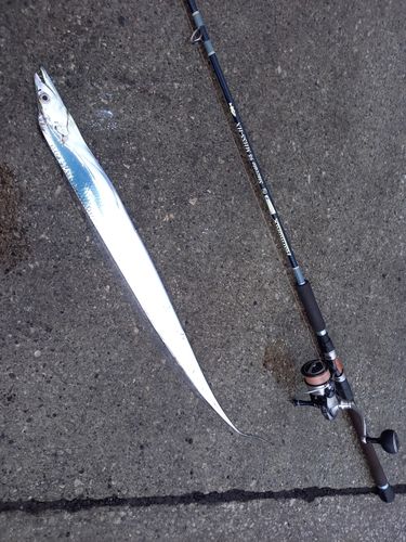 タチウオの釣果