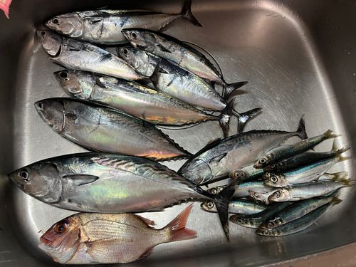 スマガツオの釣果