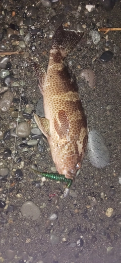 オオモンハタの釣果