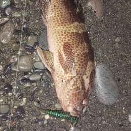 オオモンハタ