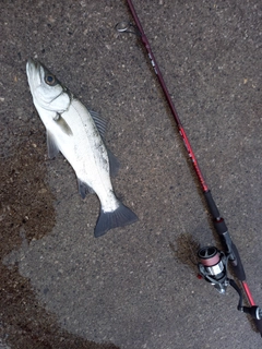 ヒラスズキの釣果