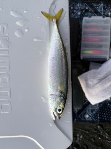サバの釣果