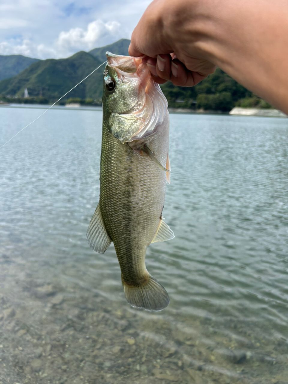 ブラックバス