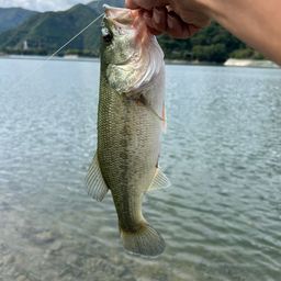 ブラックバス