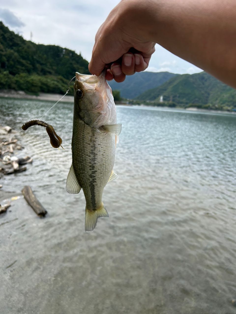 ブラックバス