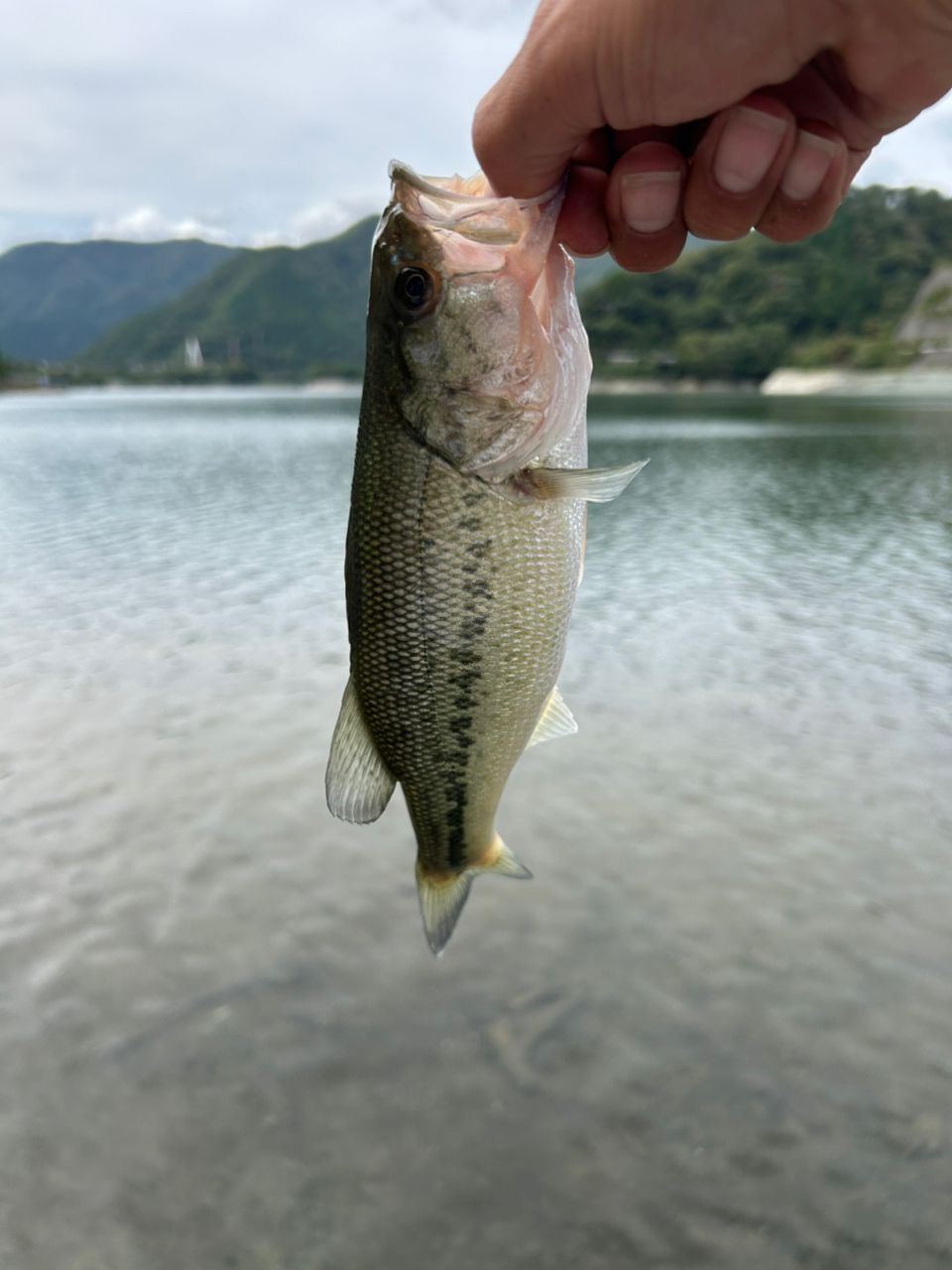 ブラックバス