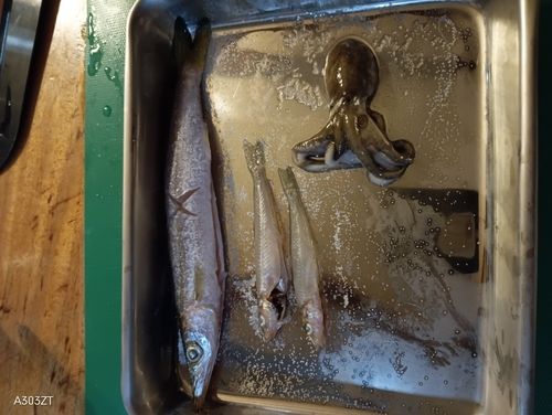 釣果