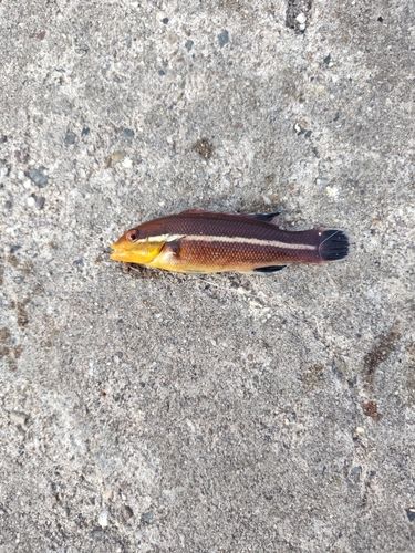 コブダイの釣果