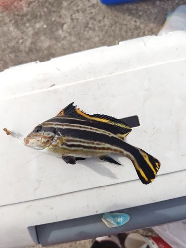コロダイの釣果