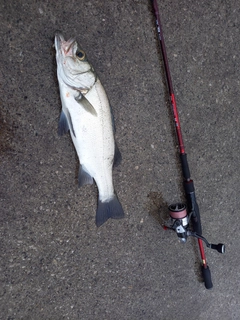 ヒラスズキの釣果