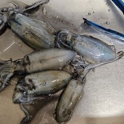 アオリイカ